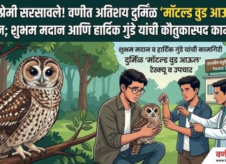 👽 निसर्गप्रेमी सरसावले! वणीत अतिशय दुर्मिळ ‘मॉटल्ड वुड आऊल’ला जीवदान; शुभम मदान आणि हार्दिक गुंडे यांची कौतुकास्पद कामगिरी !